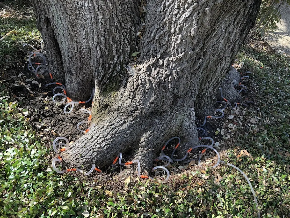 Detailed Tree Cabling and Bracing job site in Red Bud