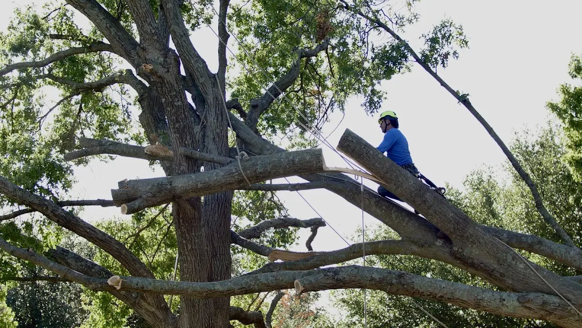 Professional Crown Thinning performed by certified arborists in Red Bud