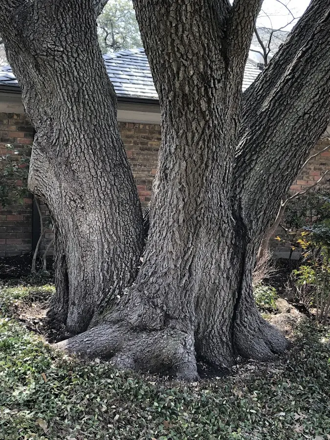 Mature heritage tree close to a Red Bud property cared for by certified arborists