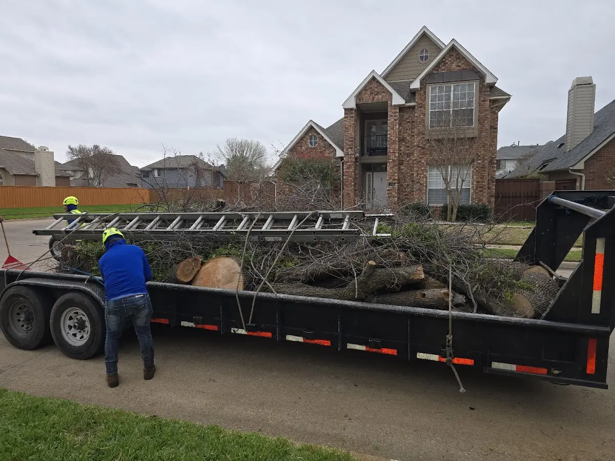 Expert Tree Fertilization with proper safety equipment in Red Bud